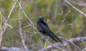 Black Saw-wing