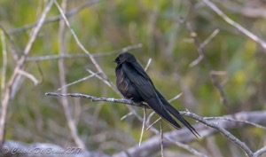 Black Saw-wing