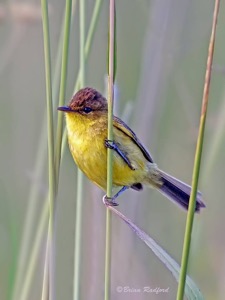 Dark-capped Yellow Warbler