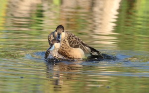 Hottentot Teal mating