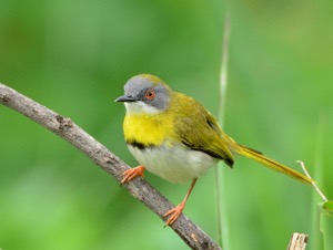 Yellow-Breasted Apalis