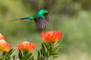 Malachite Sunbird