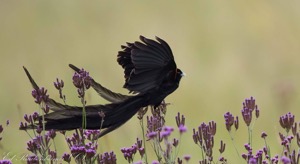 Long-tailed Widowbird