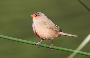 Common Waxbill