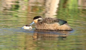 Hottentot Teal mating