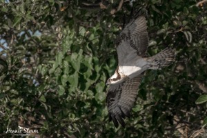 Osprey