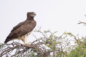 Martial Eagle