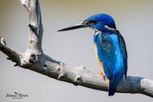 Half-collared Kingfisher