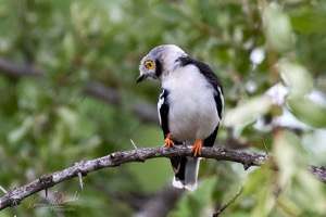 White-crested Helmet-Shrike