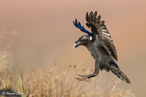 White-necked Raven