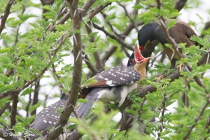 Myhna feeding a Great Spotted Cuckoo