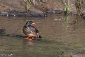 African Finfoot