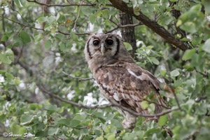 Verreaux's Eagle Owl