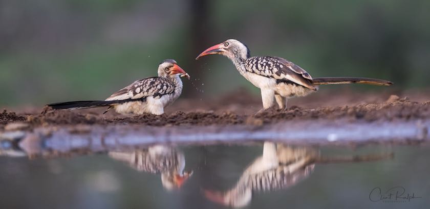 Southern Red-billed Hornbill chick steals a meal from Mom