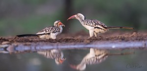 Red-billed Hornbill chick steals a meal from Mom