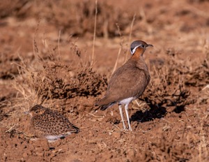 Burchell's Courser with chick