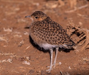 Burchell's Courser chick
