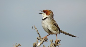 Rufous-eared Warbler