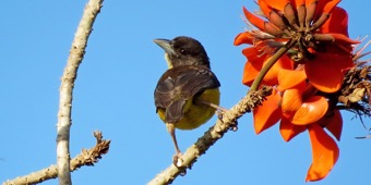 Dark-backed Weaver