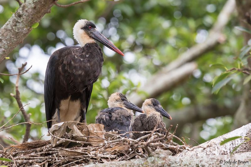 Woolly-necked Stork with chicks