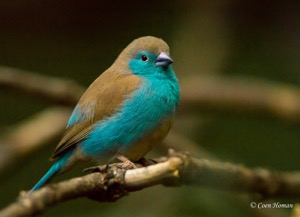 Blue Waxbill