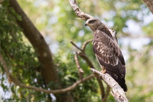 European Honey Buzzard