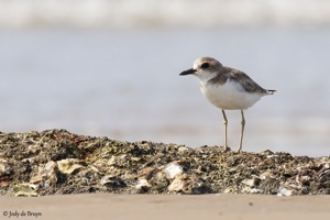 Greater Sand Plover