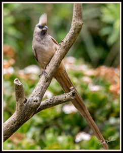 Speckled Mousebird