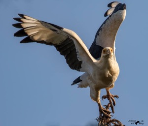 Palm-nut Vulture