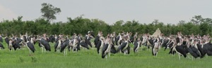 Marabou Stork