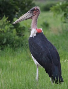 Marabou Stork