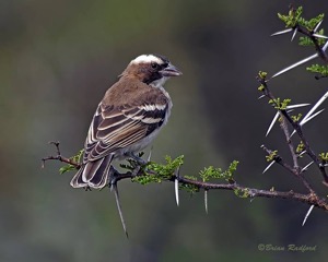 White-browed Sparrow-Weaver 