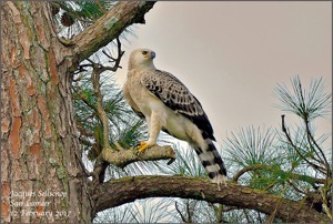  Crowned Eagle
