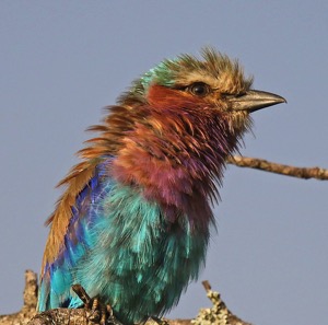 Lilac Breasted Roller fluffed