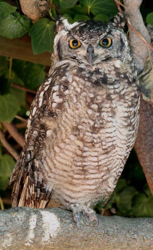 Spotted Eagle-Owl