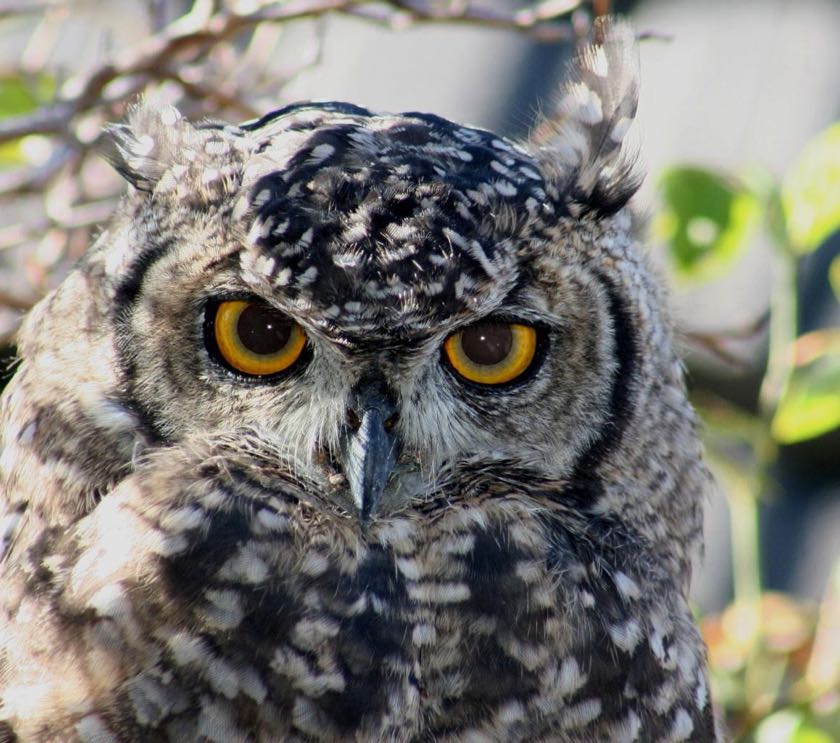 Spotted Eagle-Owl