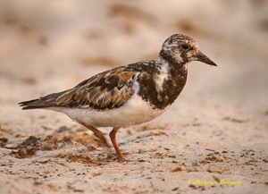 Ruddy Turnstone in partial breeding plumage