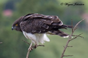 Black-chested Snake Eagle