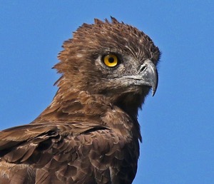 Brown Snake-Eagle