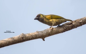 The very uncommon and elusive Green Barbet