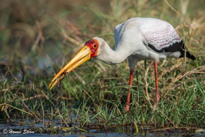 Yellow-billed Stork