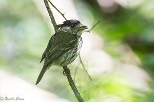 African Broadbill