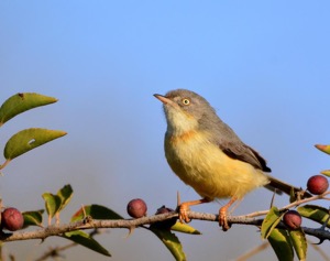 Burnt-Necked Eremomela