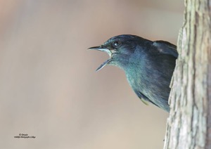 Southern Black Flycatcher