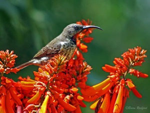 Amethyst Sunbird female