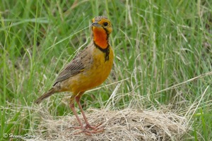 Cape Longclaw