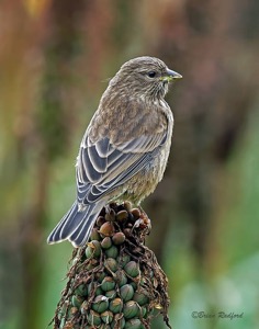 Drakensberg Siskin