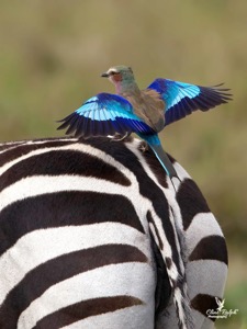 Lilac-breasted Roller perching on the back of a Zebra