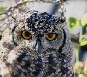 young Cape Eagle-Owl