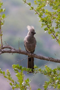 Grey Go-away-bird